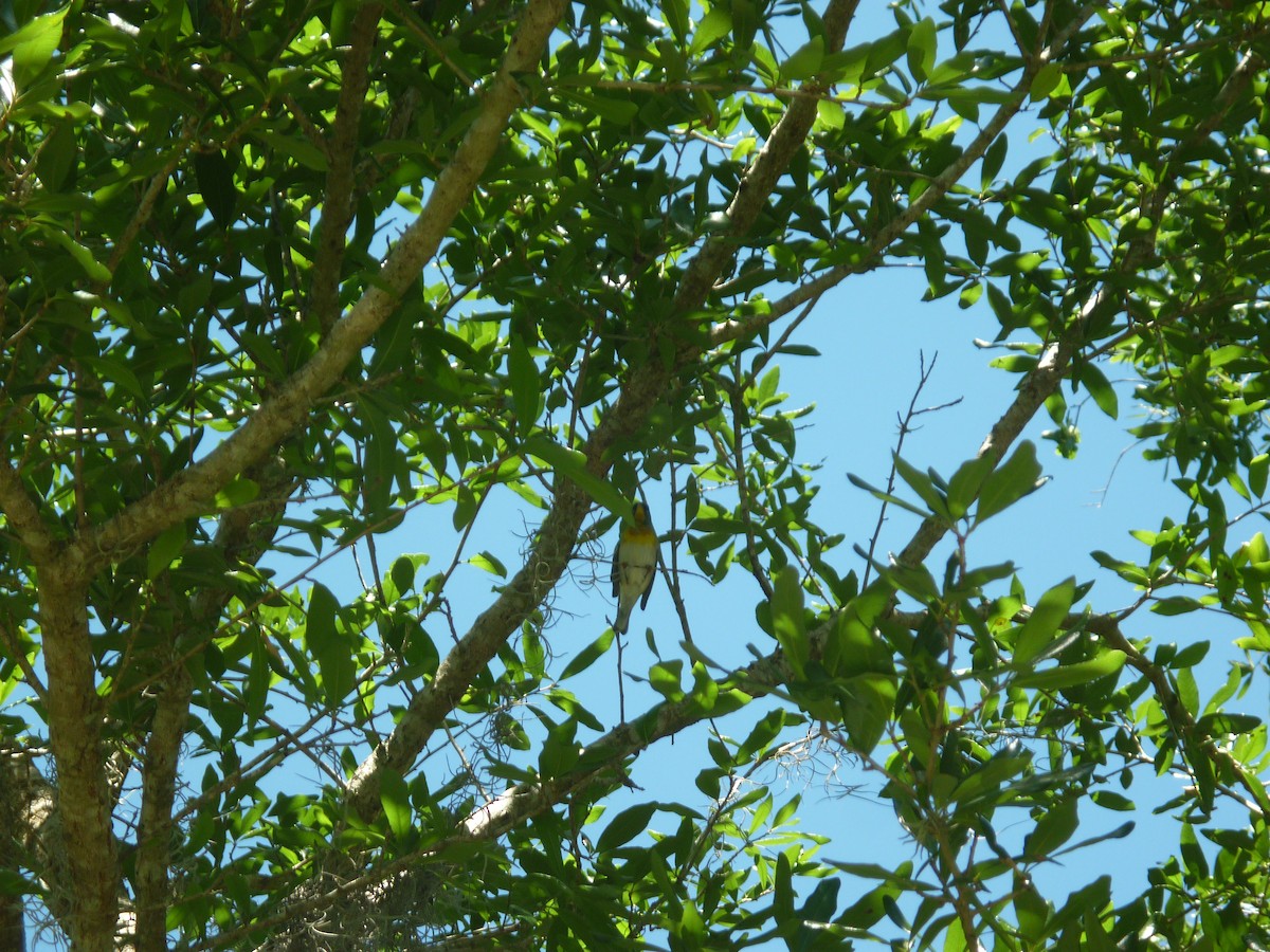 Northern Parula - S. Weber