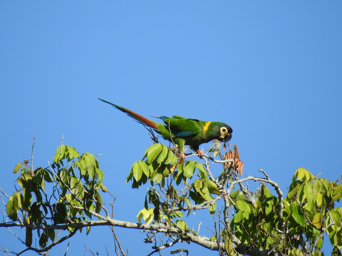 Yellow-collared Macaw - ML95039241