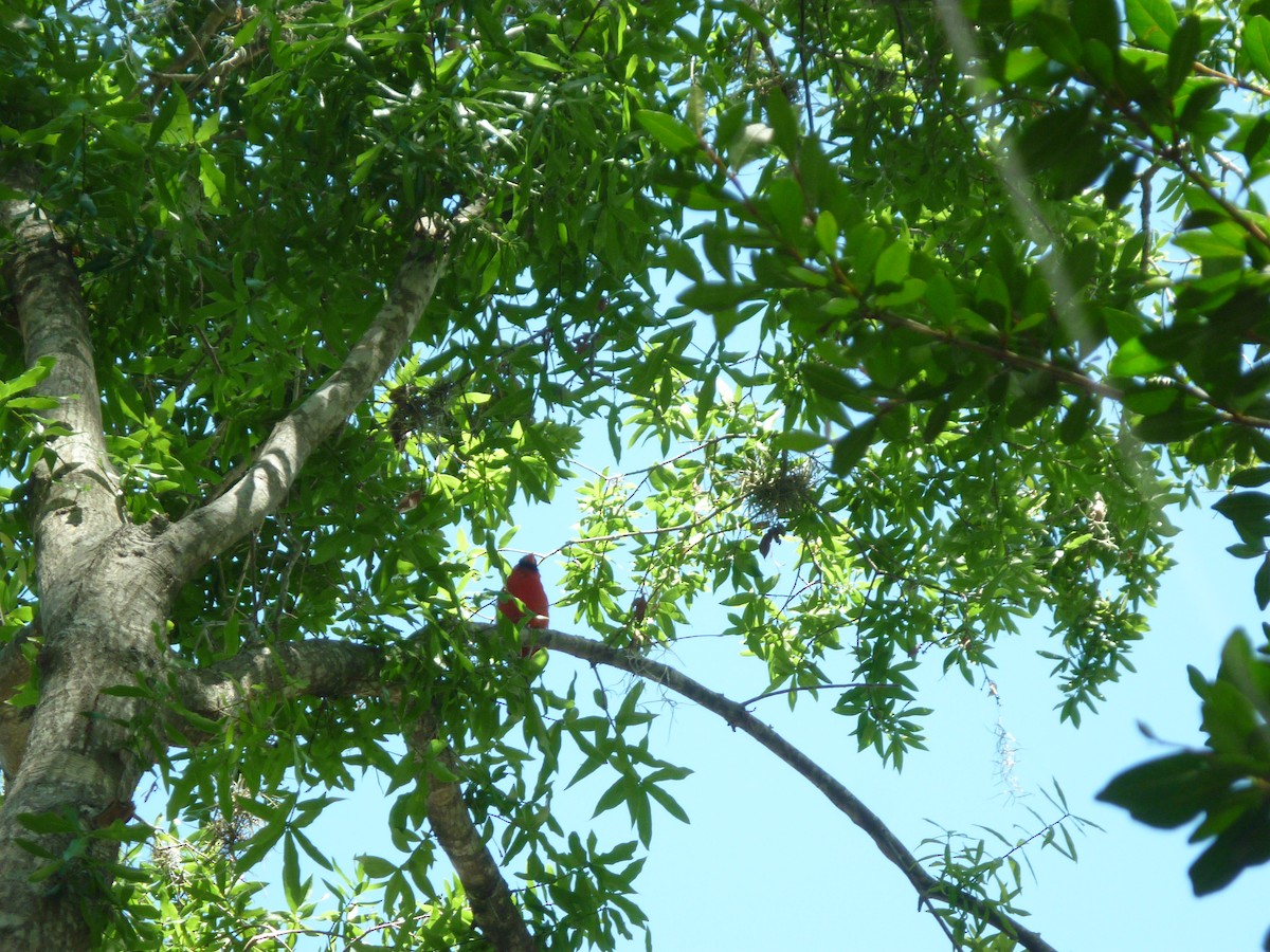 Northern Cardinal - ML95039561