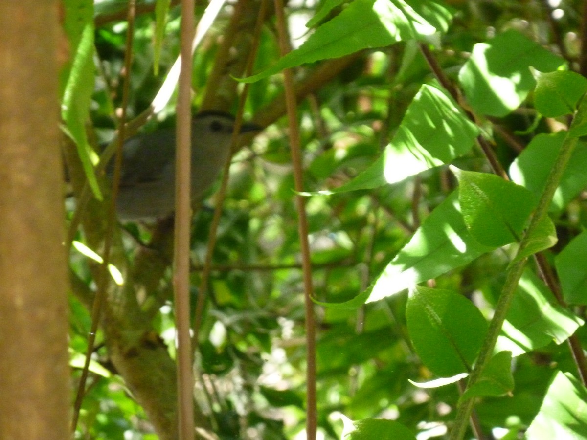 Pájaro Gato Gris - ML95039751