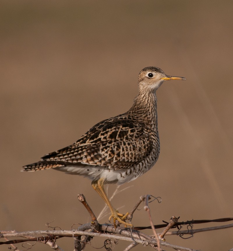 Upland Sandpiper - Anonymous