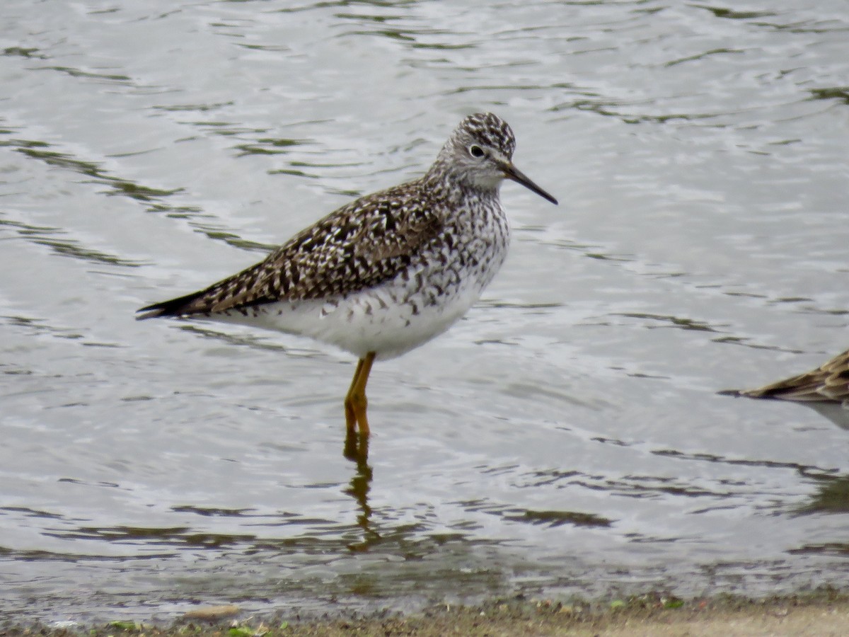 Lesser Yellowlegs - ML95040741