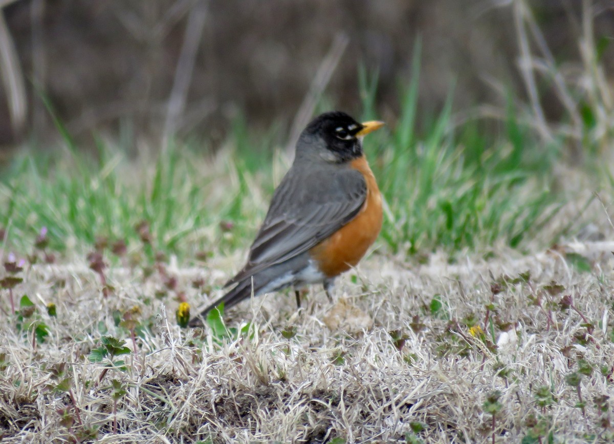 American Robin - ML95040931