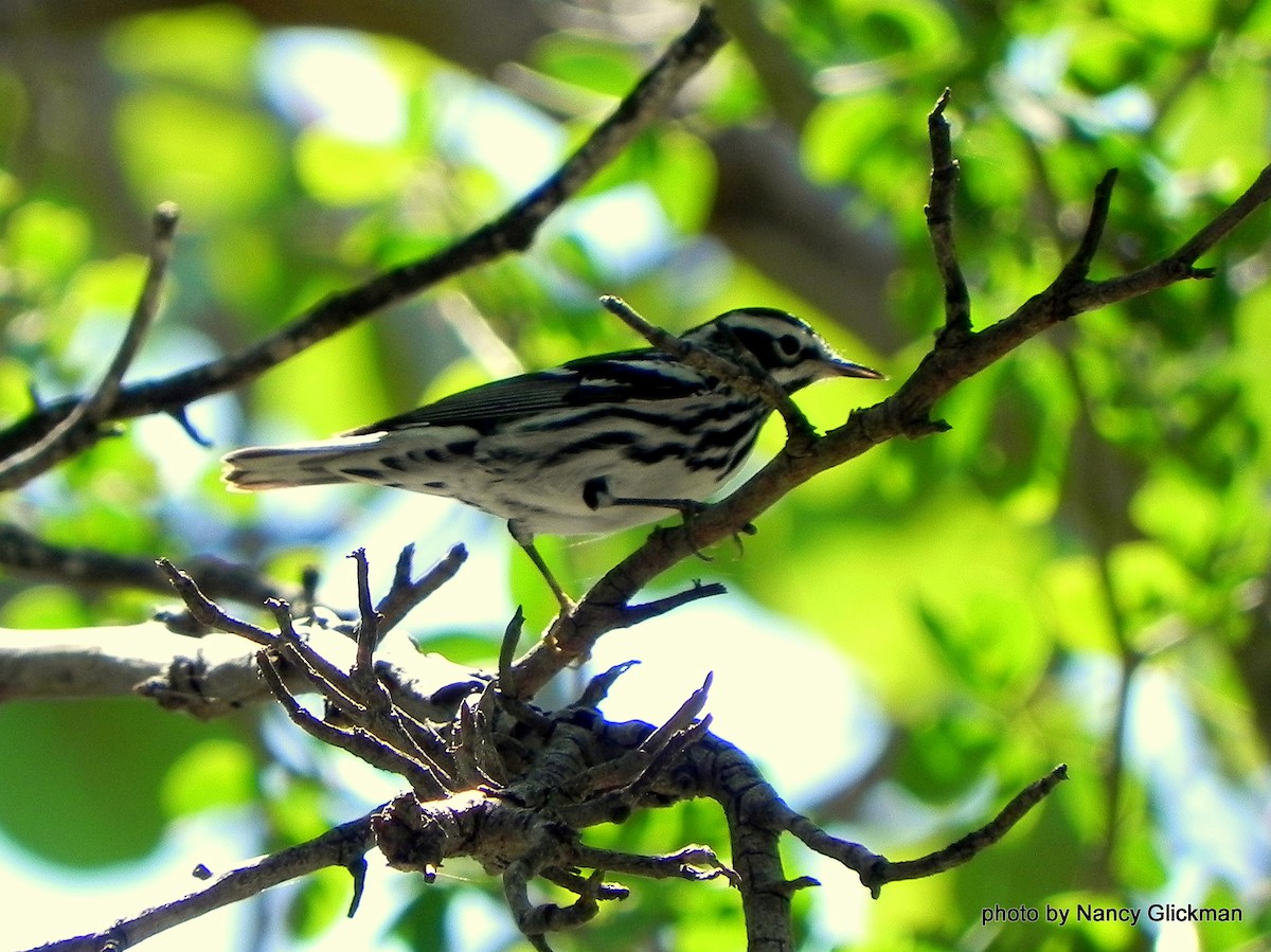 Black-and-white Warbler - ML95042181
