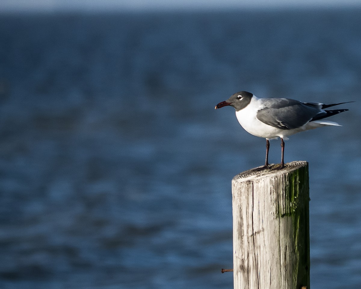 Laughing Gull - greg haworth