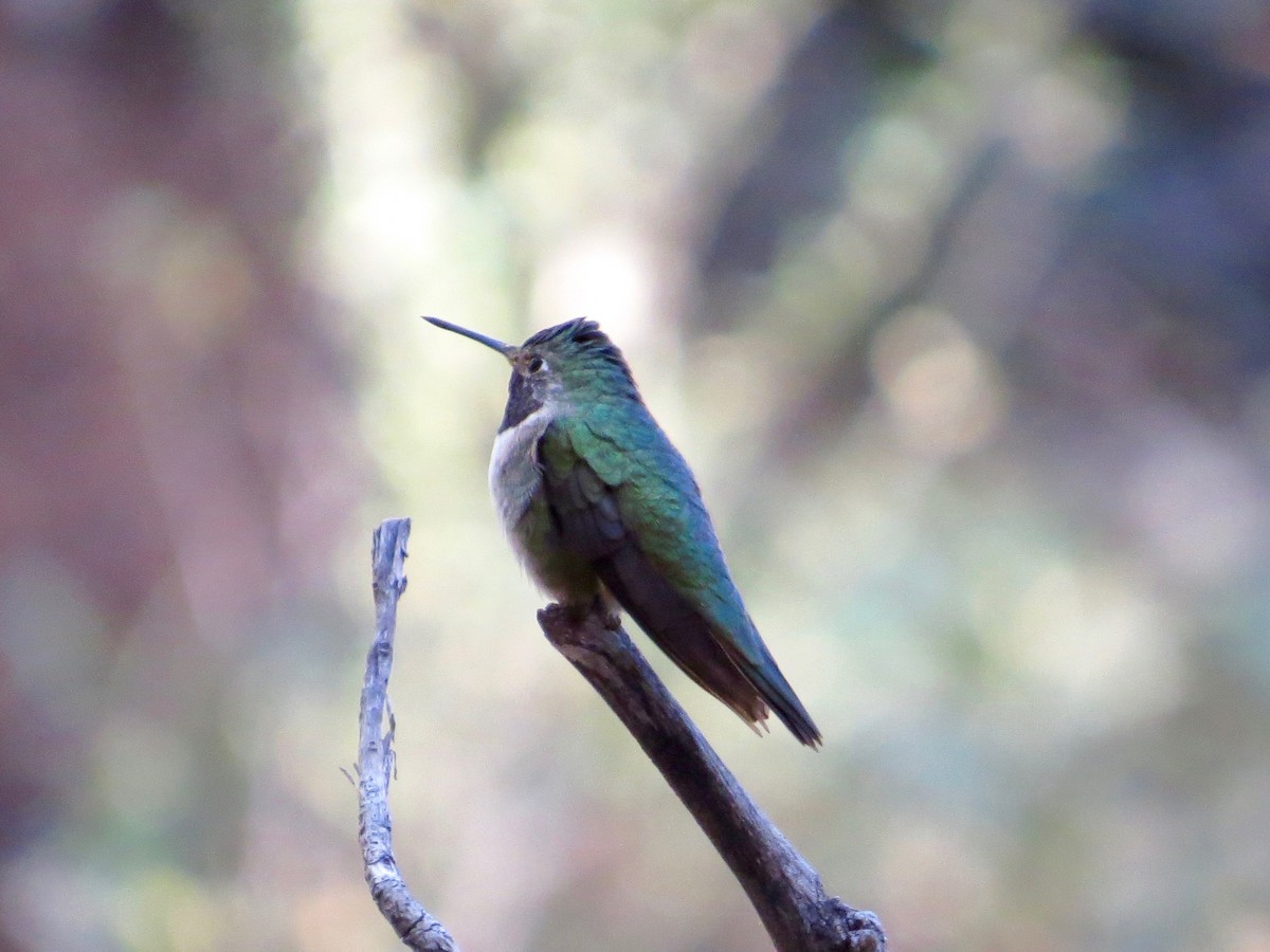Broad-tailed Hummingbird - ML95042961