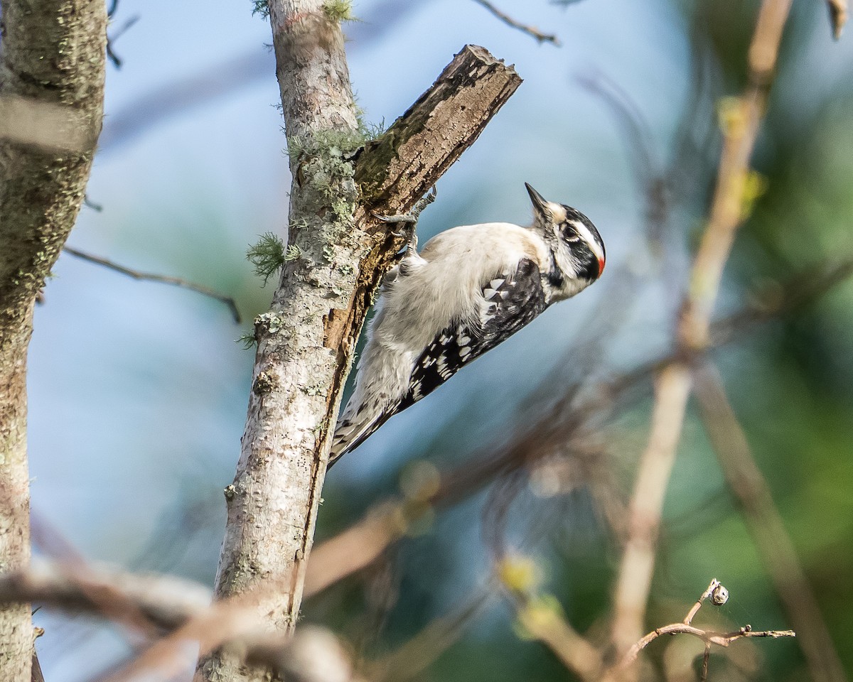 Downy Woodpecker - greg haworth