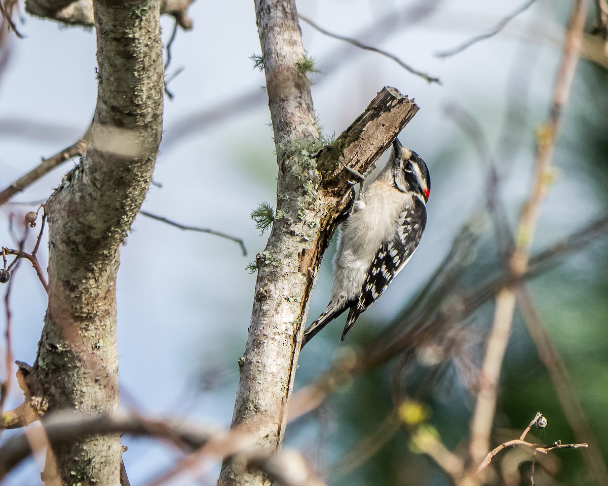 Downy Woodpecker - greg haworth