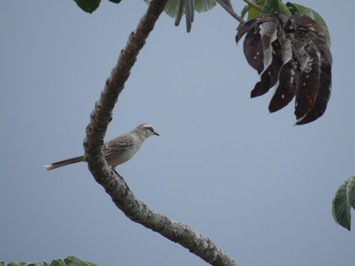 Chalk-browed Mockingbird - Ana Paula Alminhana Maciel