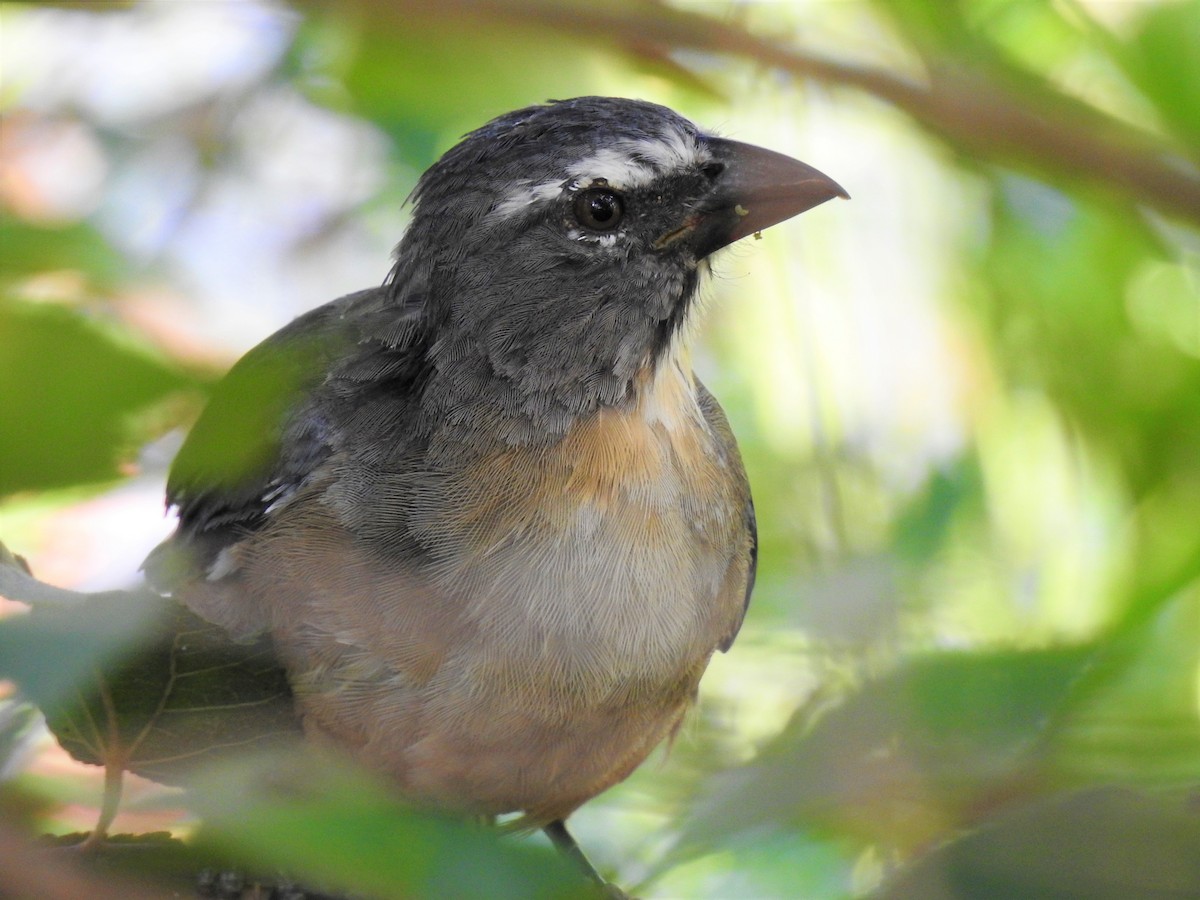 Bluish-gray Saltator - Ana Paula Alminhana Maciel