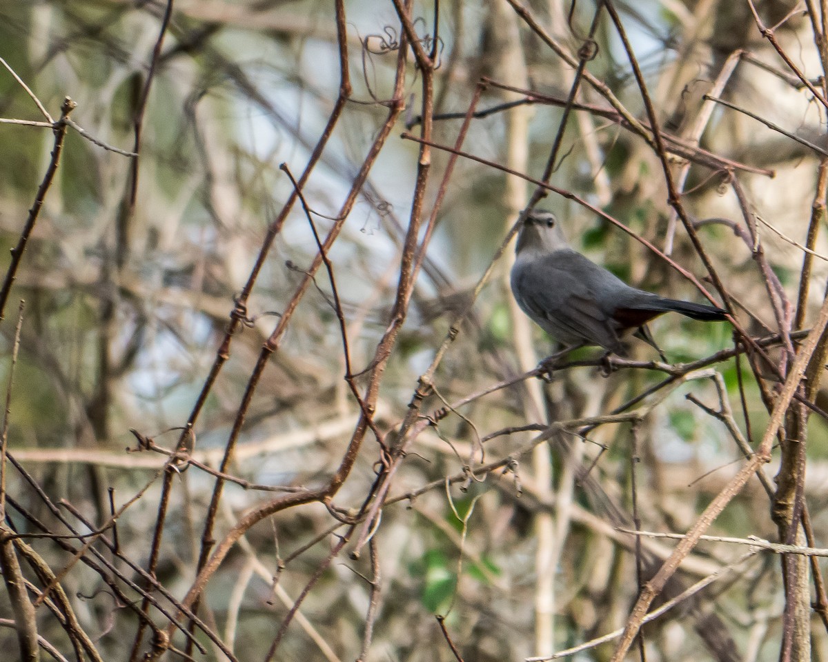 Gray Catbird - greg haworth