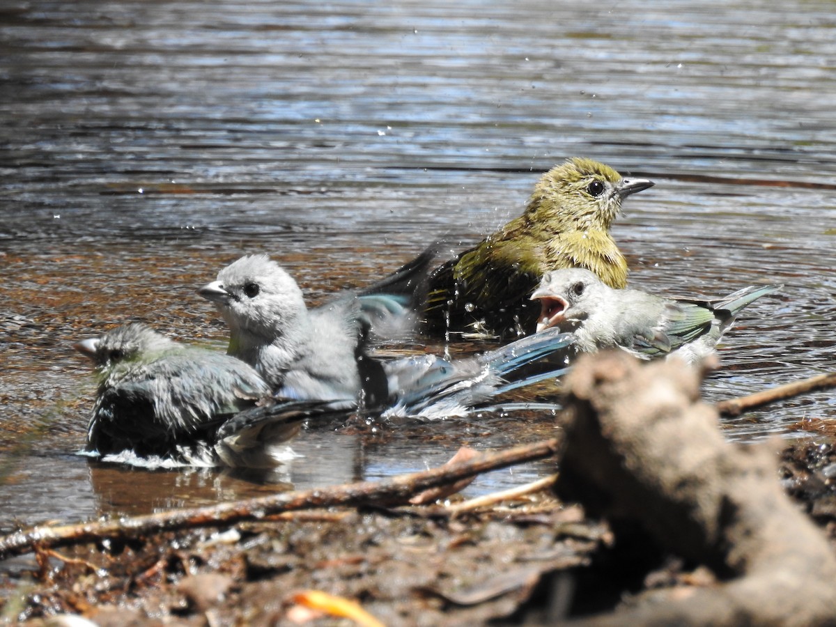 Sayaca Tanager - ML95043221