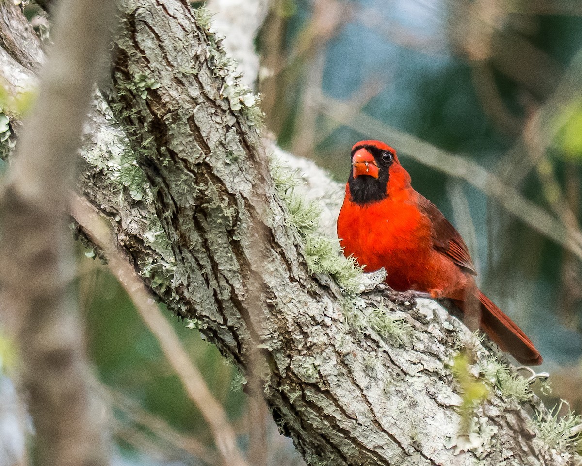 Cardinal rouge - ML95043311