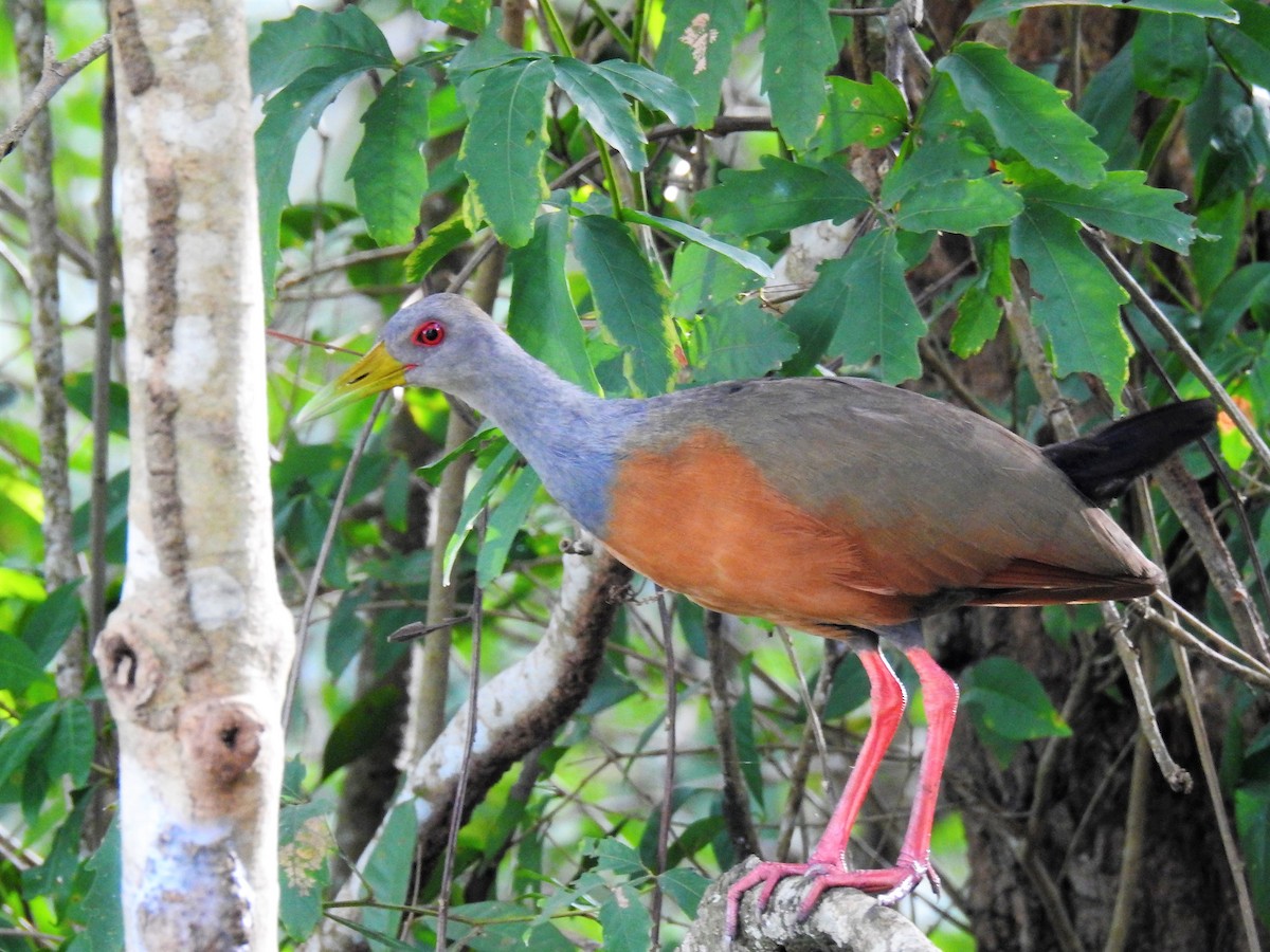 Gray-cowled Wood-Rail - ML95043371