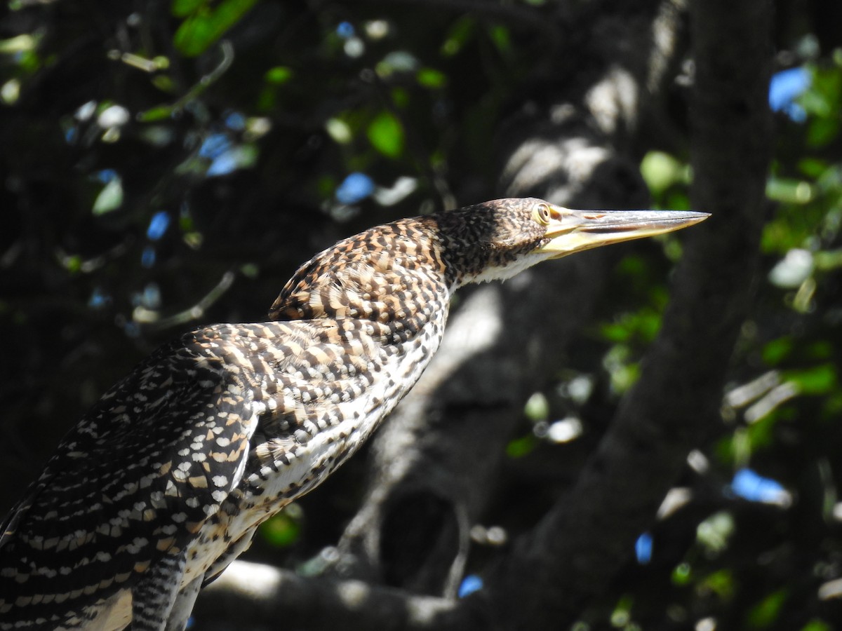 Rufescent Tiger-Heron - ML95043631