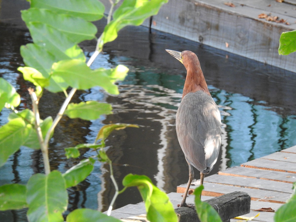 Rufescent Tiger-Heron - Ana Paula Alminhana Maciel