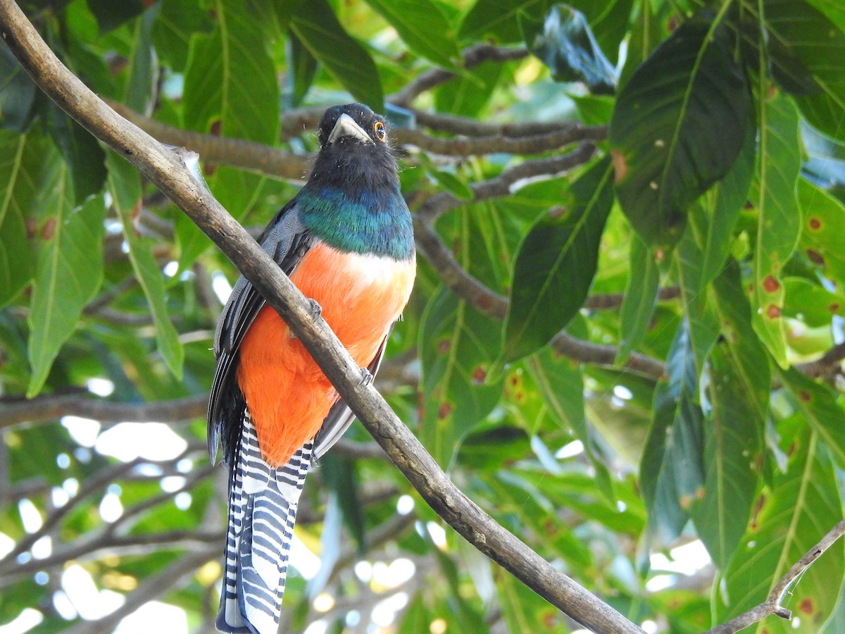 trogon modrotemenný - ML95043711