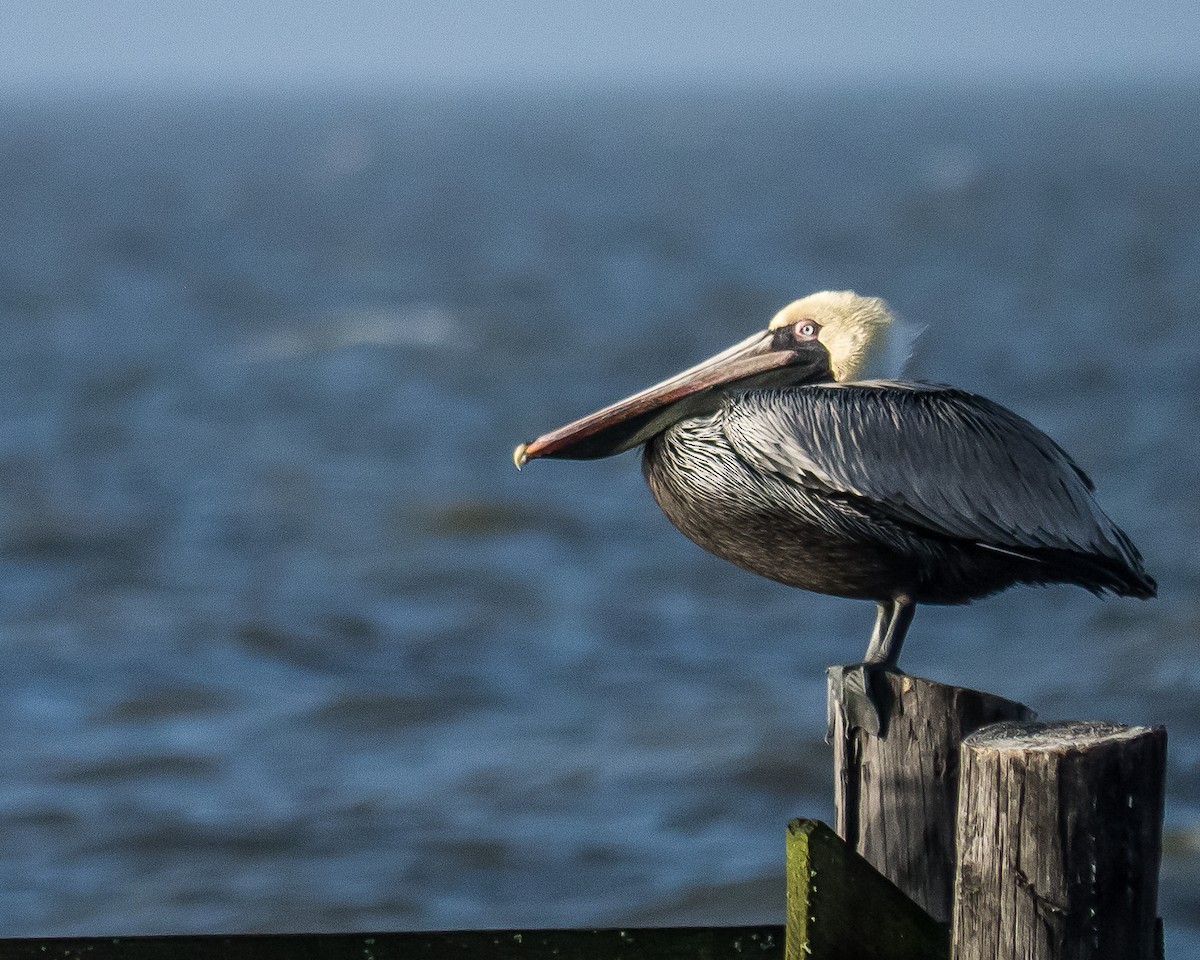 Brown Pelican - greg haworth