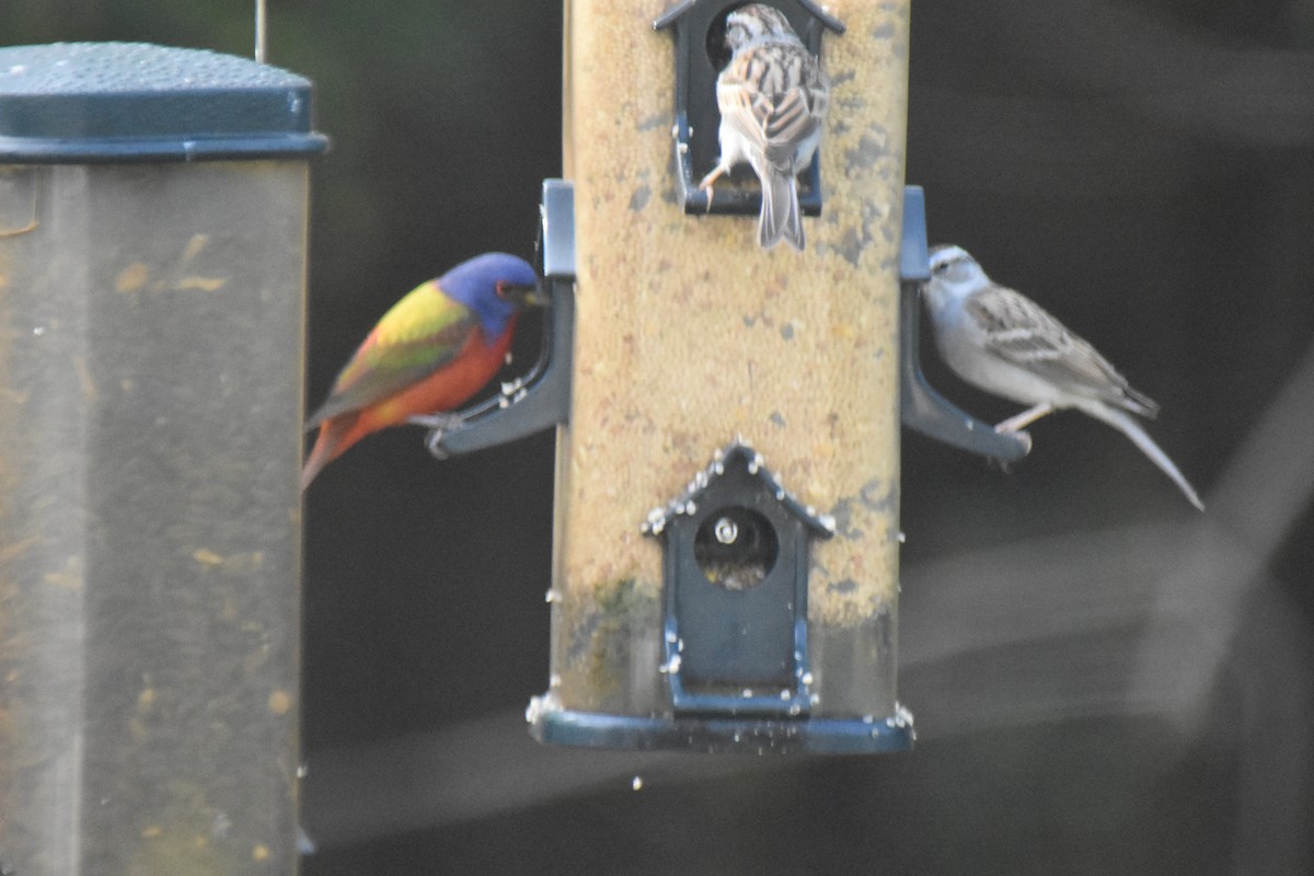 Painted Bunting - ML95043851