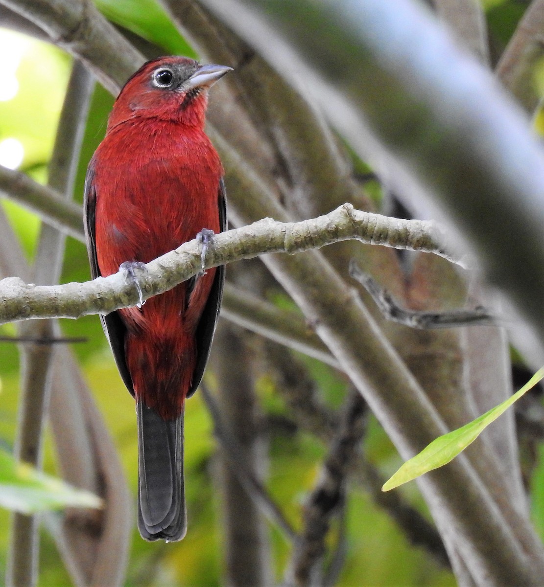 Red-crested Finch - ML95043971