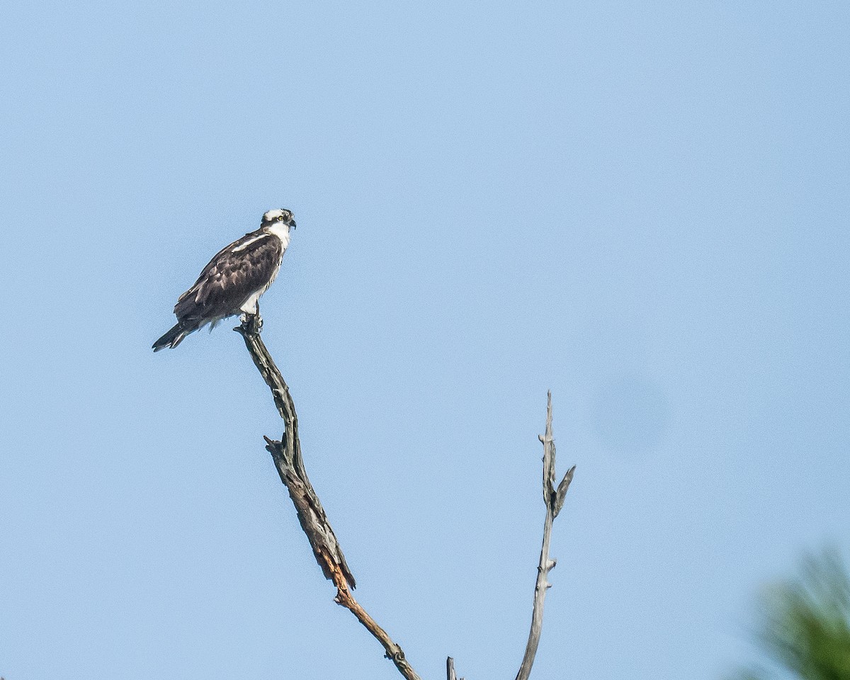 Osprey - greg haworth