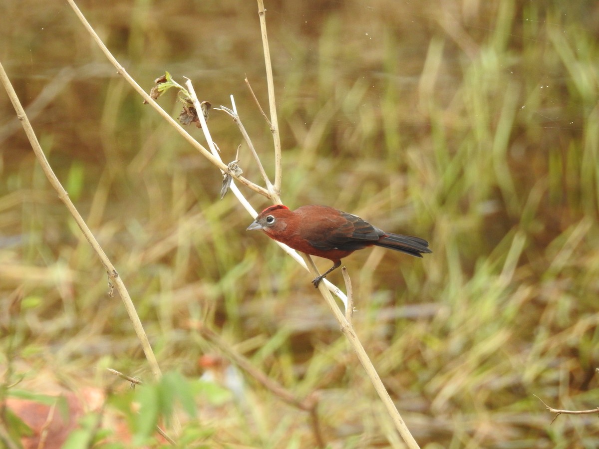 Red-crested Finch - ML95044061