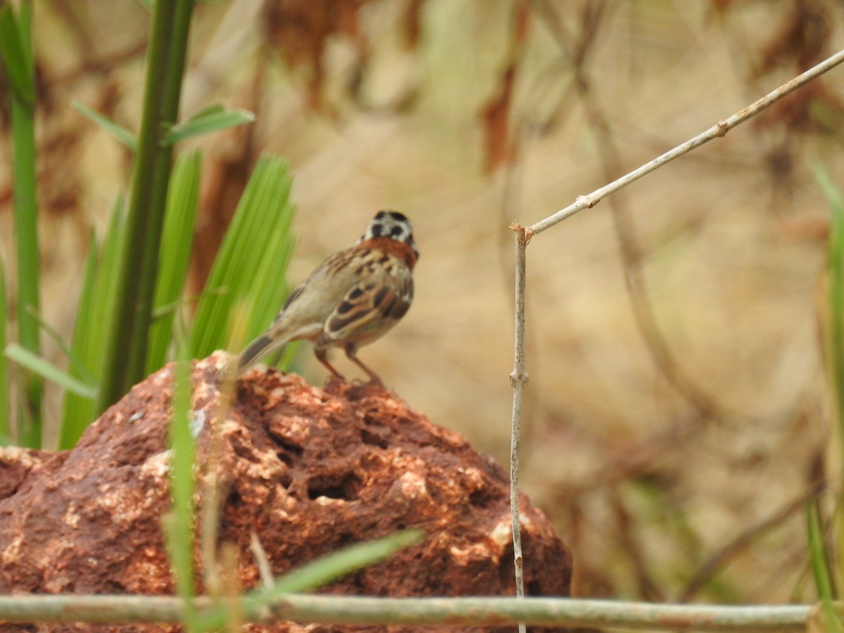Rufous-collared Sparrow - Ana Paula Alminhana Maciel