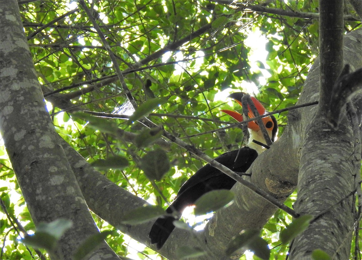 Toco Toucan - Ana Paula Alminhana Maciel