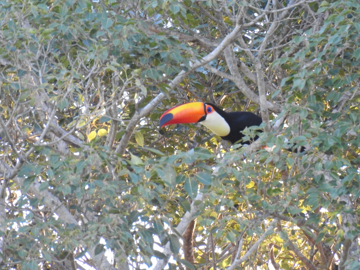 Toco Toucan - Ana Paula Alminhana Maciel