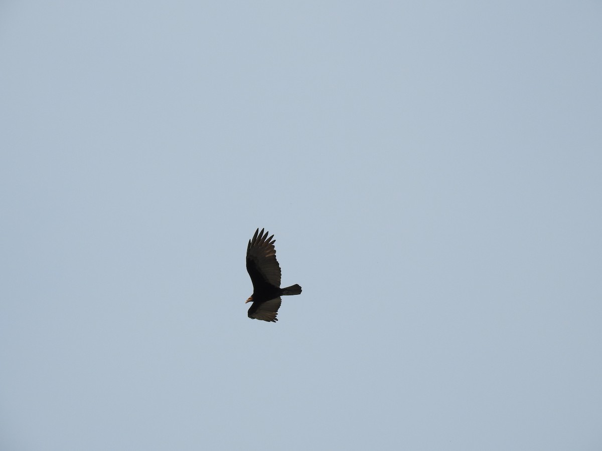 Lesser Yellow-headed Vulture - Ana Paula Alminhana Maciel