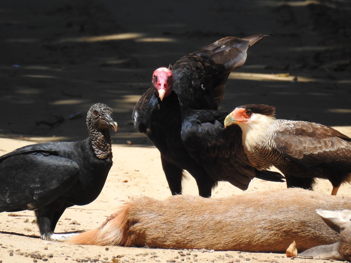 Turkey Vulture - ML95044371