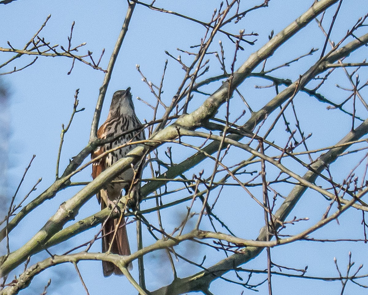 Brown Thrasher - greg haworth