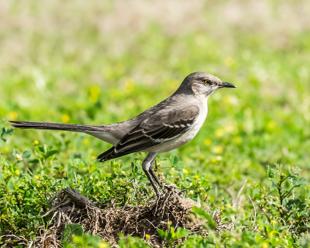 Northern Mockingbird - greg haworth