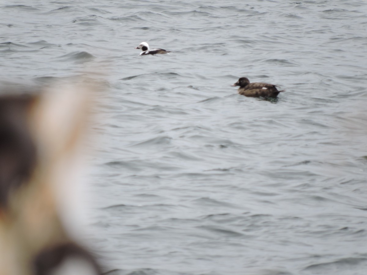 Long-tailed Duck - ML95048181