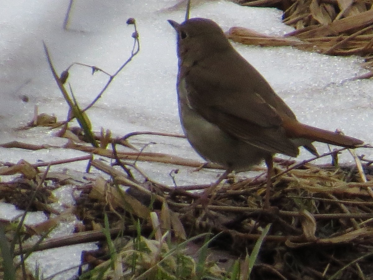 Hermit Thrush - Rebecca Williams