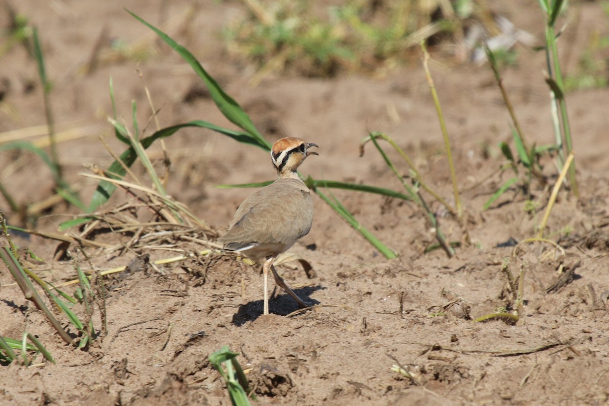 Temminck's Courser - ML95052691