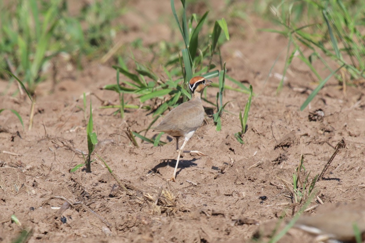 Temminck's Courser - ML95052901