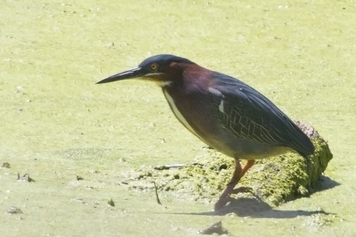 Green Heron - ML95053401