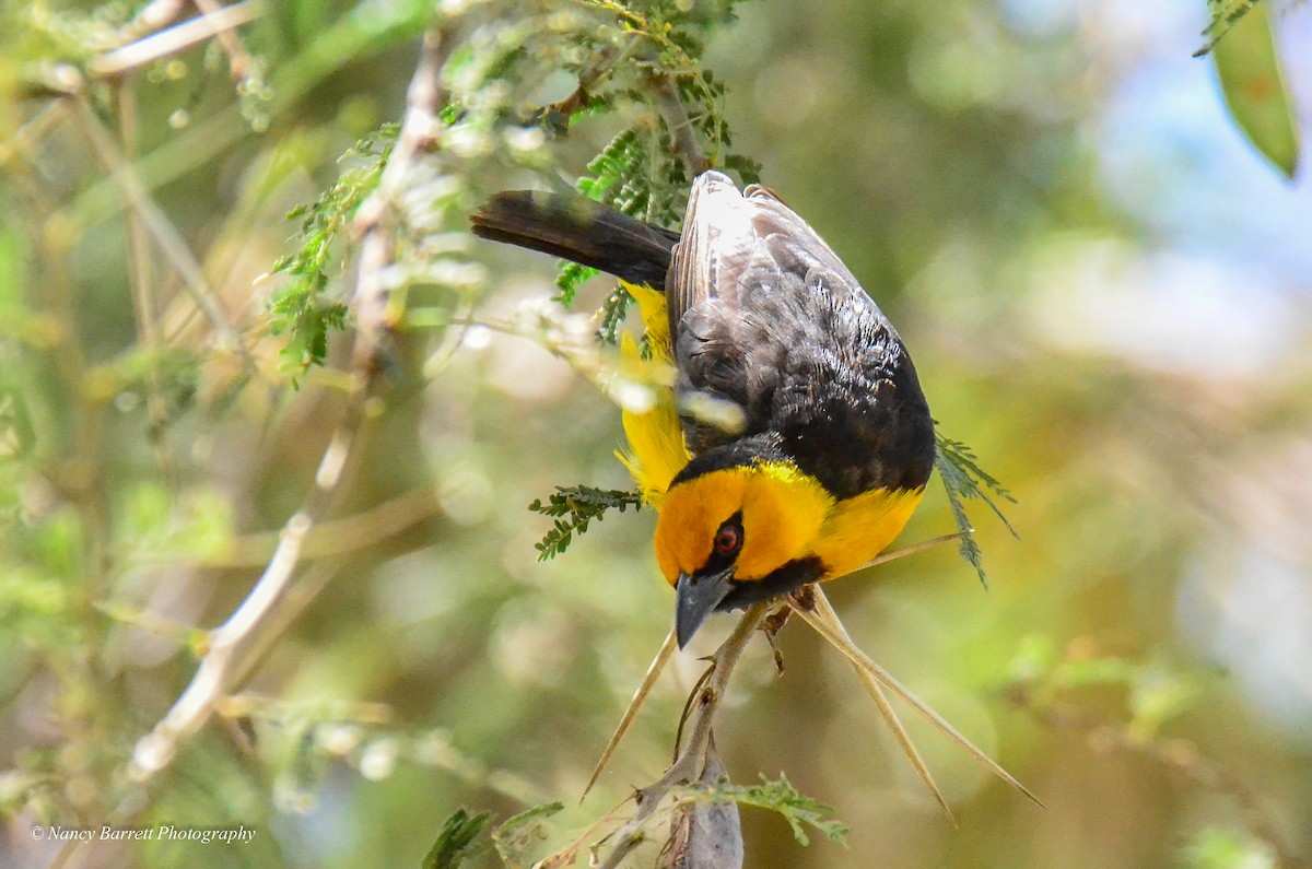 Black-necked Weaver - Nancy Barrett
