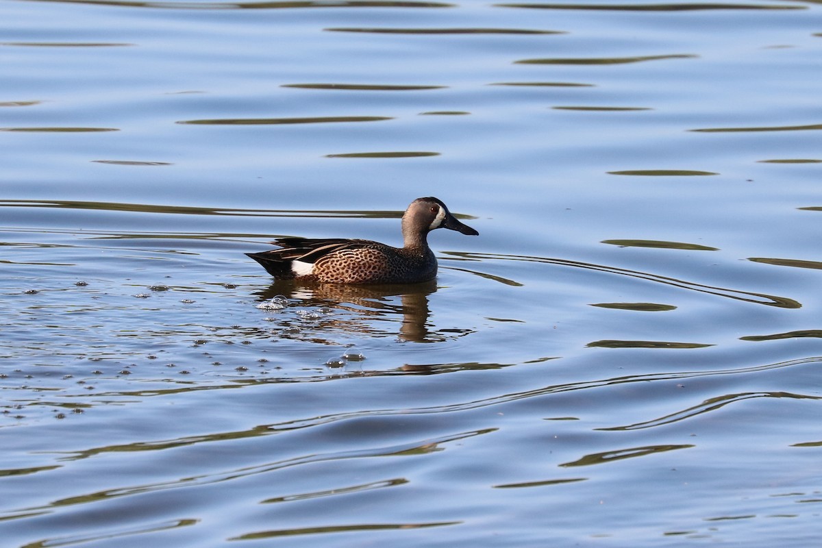 Blue-winged Teal - ML95054271