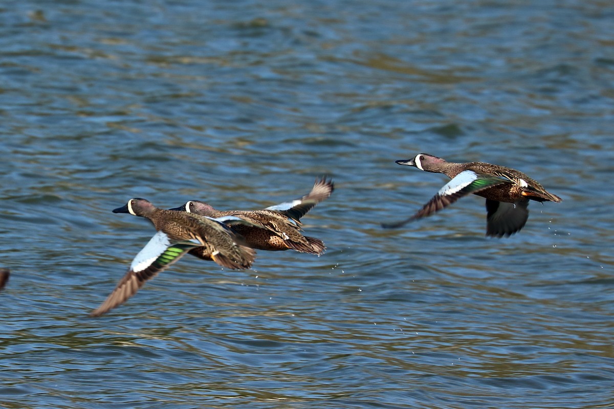 Blue-winged Teal - ML95054281