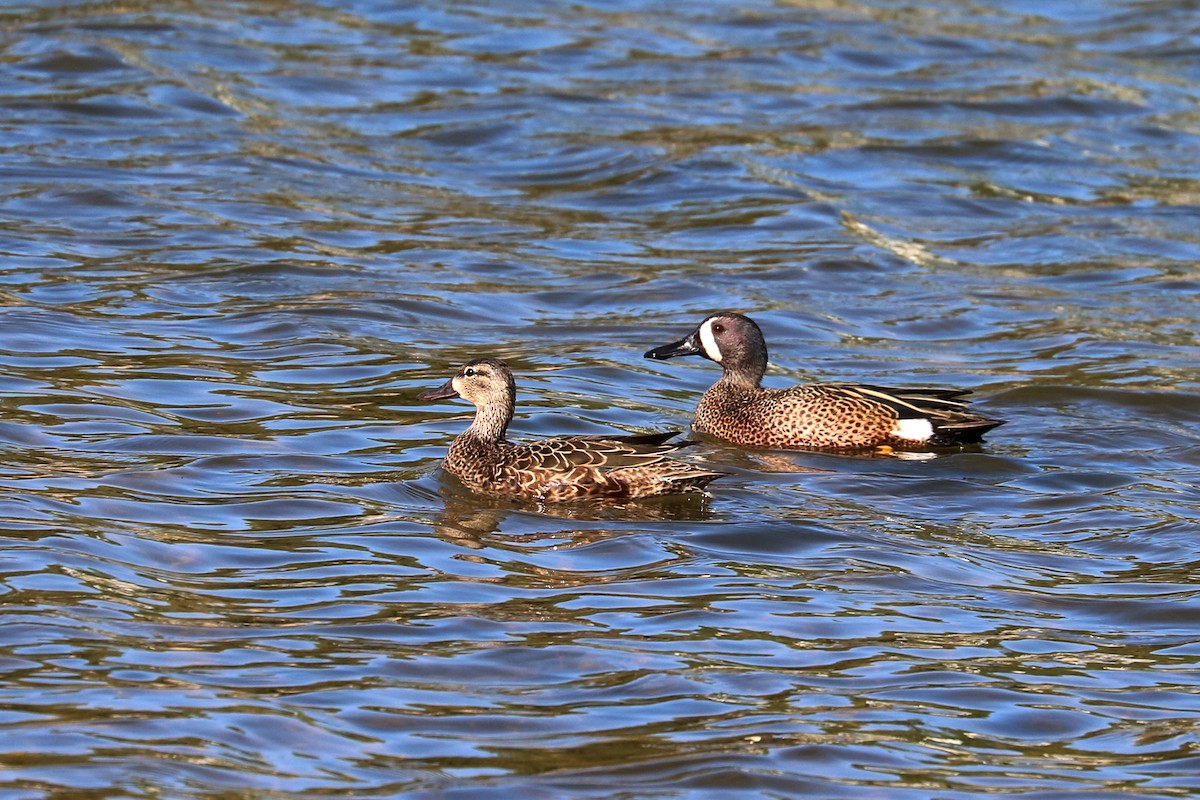 Blue-winged Teal - ML95054291