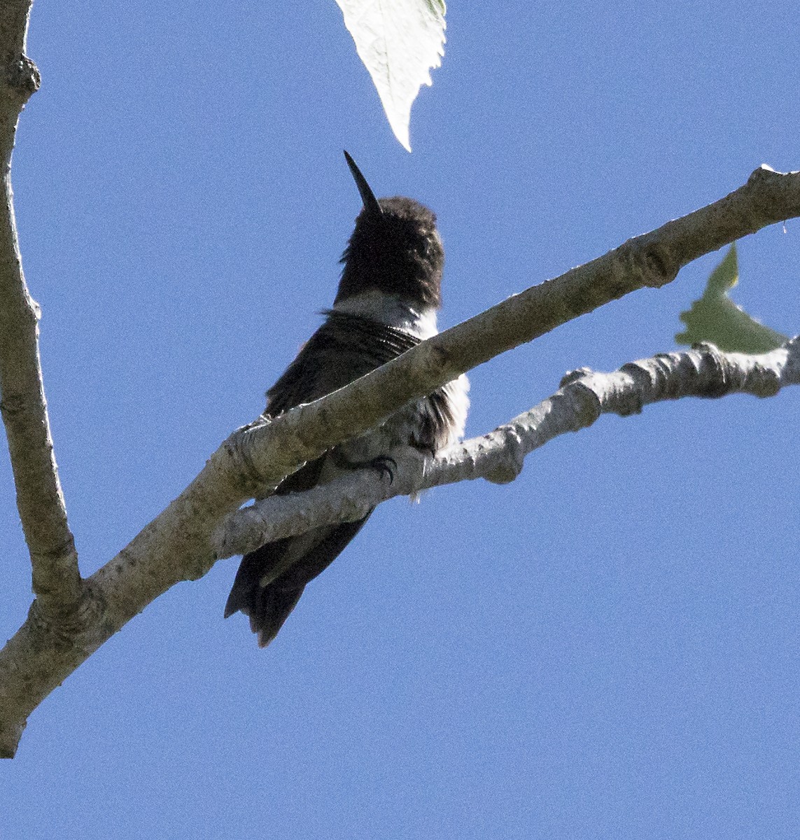 Black-chinned Hummingbird - Terry  Hurst