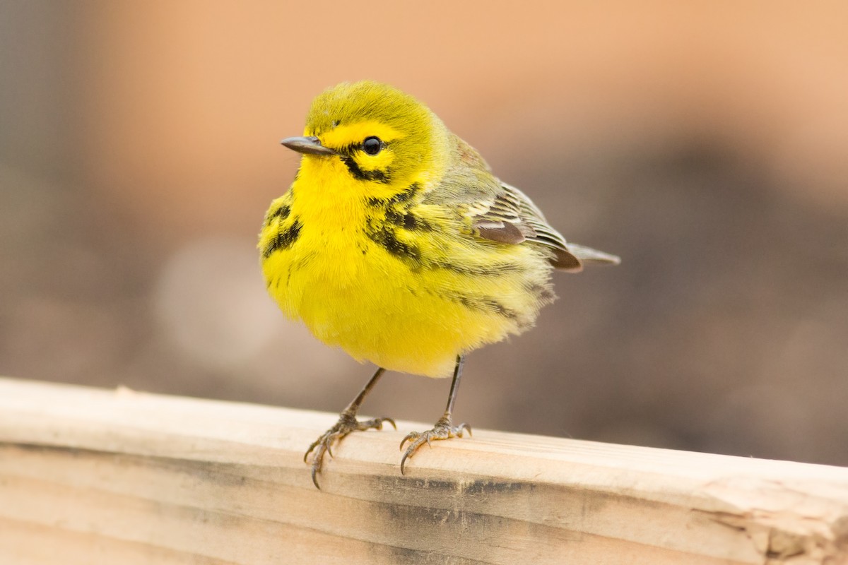 Prairie Warbler - ML95055171