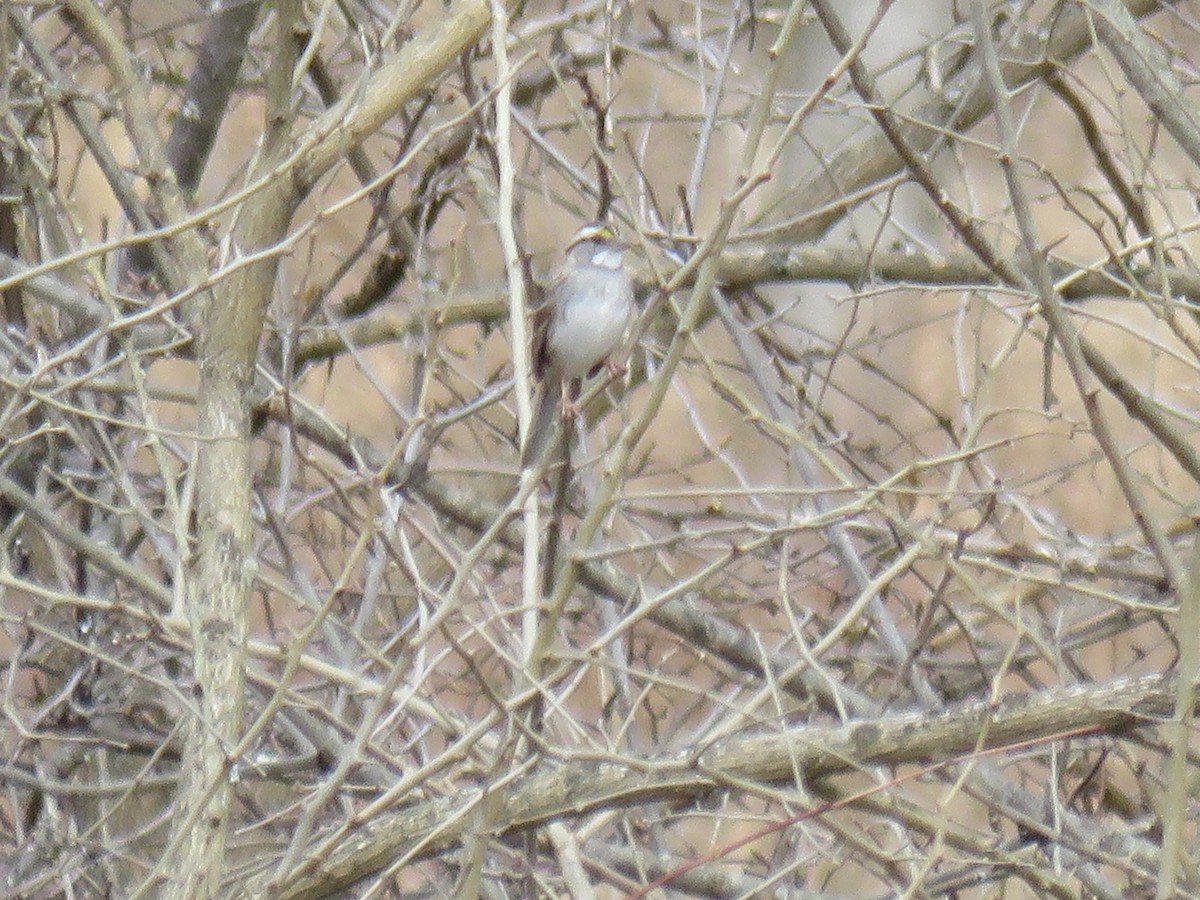 White-throated Sparrow - ML95055951