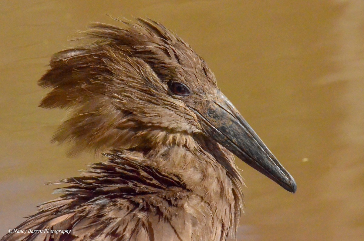 Hamerkop - Nancy Barrett