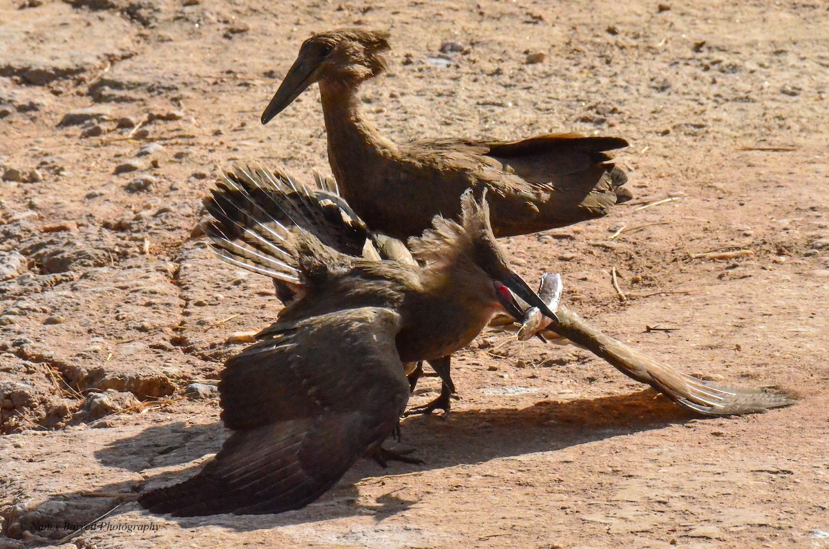 Hamerkop - Nancy Barrett