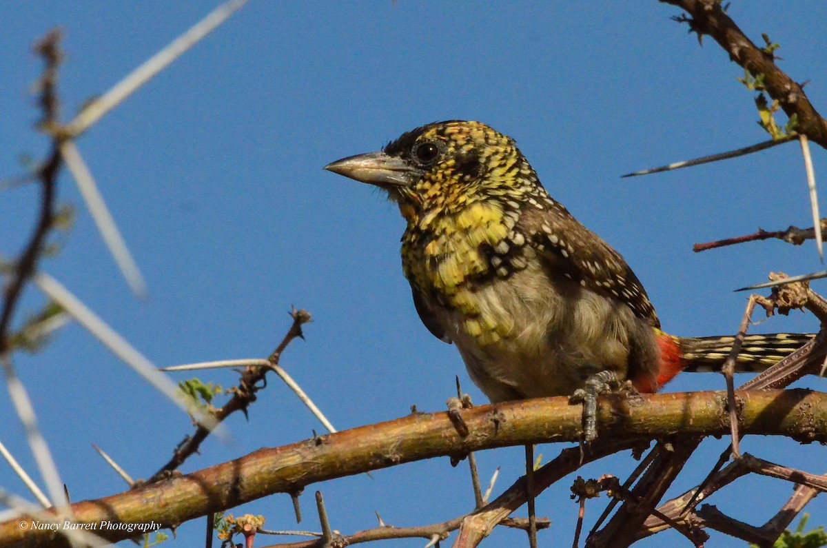 D'Arnaud's Barbet - ML95056181