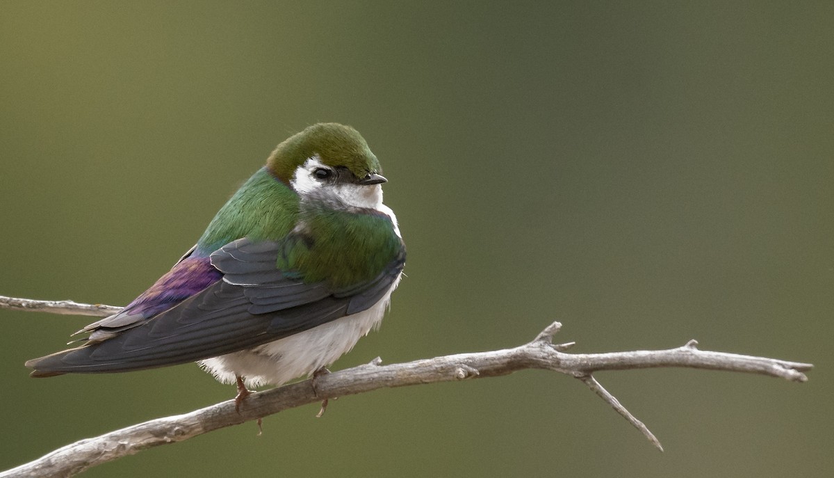 Violet-green Swallow - ML95056611