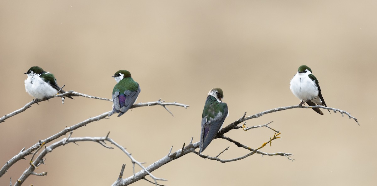 Violet-green Swallow - ML95056651